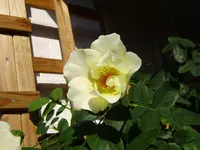P2140203.webp