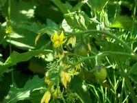 tomato_gv_56393_f1.webp