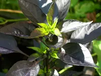 pepper_blue.webp