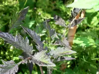 tomato_blue.webp