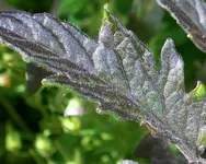 tomato_blue2.webp