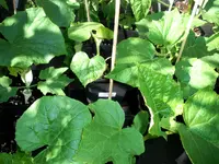 cucumbers_and_melons_1.jpg