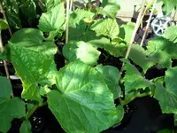 cucumbers_and_melons_2.webp