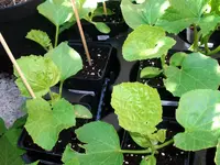 melon_minnesota_midget.webp