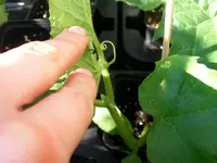 cucumber1.webp