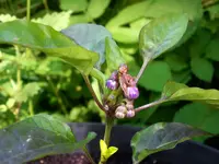 pepper_aurora_1.webp