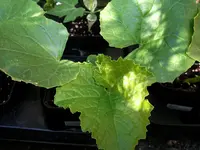 cucumber_x_melon_f1.webp