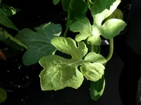 watermelon_cream_of_saskatchewan.webp