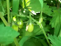 tomato_santorange_f1.webp