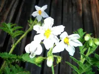 solanum_sisymbriifolium.webp