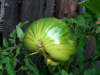 tomato_marmandino_one_f1.jpg