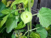 physalis.jpg physalis.jpg