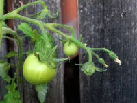 tomato_orange_bourgoin.jpg