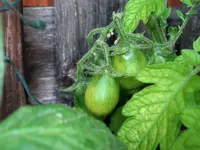 tomato_schwarze_pflaume.webp