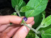 rocoto.jpg