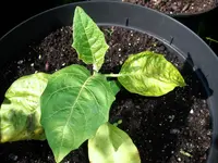 eggplant_striped_toga.webp
