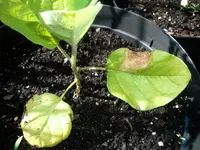eggplant_ophelia_f1.webp