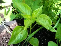 pepper_cap_455.webp