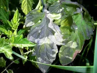 tomato_phosphorus_deficiency.jpg tomato_phosphorus_deficiency.jpg