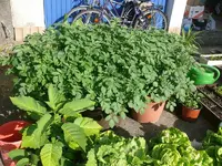 Kartoffeln_im_eimer.webp