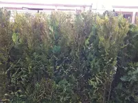 Thujen1.webp