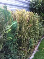 Thujen.webp