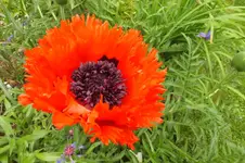 2012_0606Frühling0027.webp