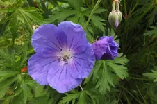 2012_0606Frühling0023.webp