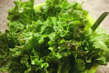 erste Salaternte_smaller.webp