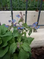 DSCF2797.webp