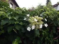 DSCF2800.webp
