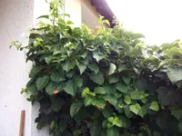DSCF2801.webp