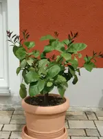 CIMG0948.webp
