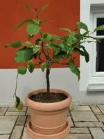 CIMG0959.webp