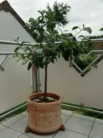 CIMG0945.webp