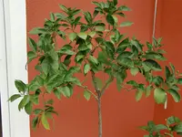 CIMG0944.webp