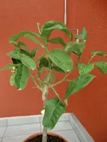 CIMG0943.webp