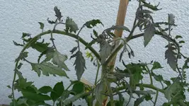 P1020919.webp