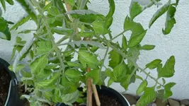 P1020920.webp