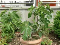 CIMG0961.webp