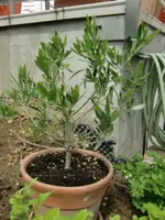 CIMG0962.webp