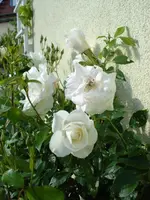 DSC06825.webp