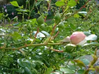 DSC06828.webp