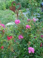 DSC06832.webp