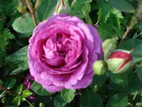 DSC06835.webp