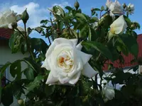 DSC06841.webp