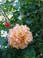 DSC06843.webp