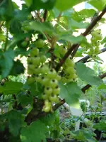 DSC06853.webp