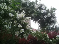Bauernjasmin.6.6.2012.webp