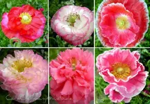 Vita Papaver-r aus 2008.webp